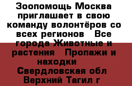 Зоопомощь.Москва приглашает в свою команду волонтёров со всех регионов - Все города Животные и растения » Пропажи и находки   . Свердловская обл.,Верхний Тагил г.